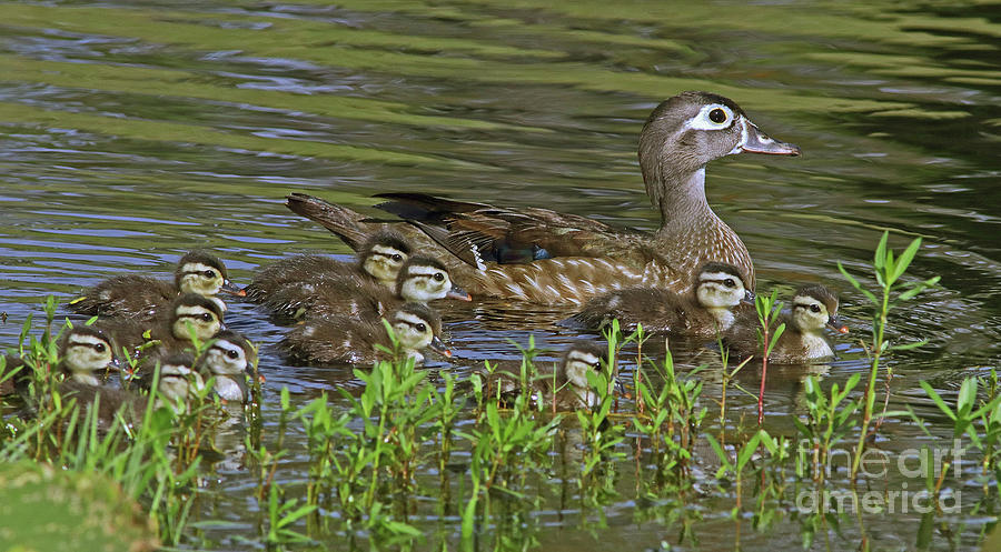 Eleven Wood Ducklings Photograph by Larry Nieland