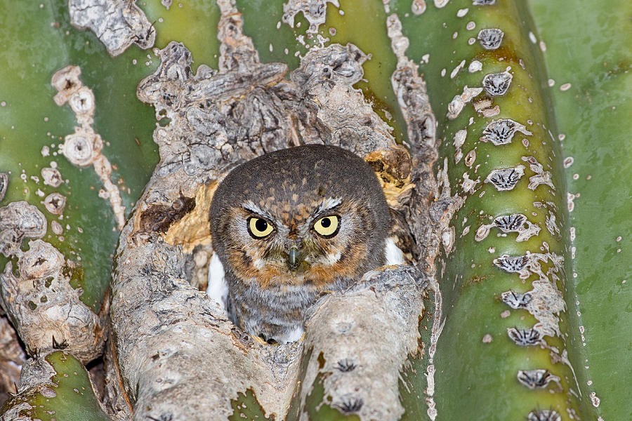 Elf Owl In Saguaro Photograph by James Zipp