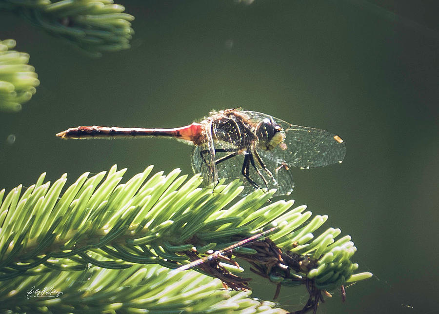 Elfin Whiteface Skimmer by Sally Sperry Elfin Whiteface Skimmer by Sally Sperry