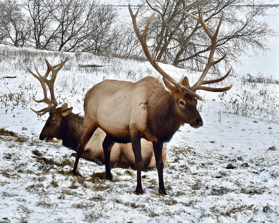Elk 0354 Photograph by Michael Peychich