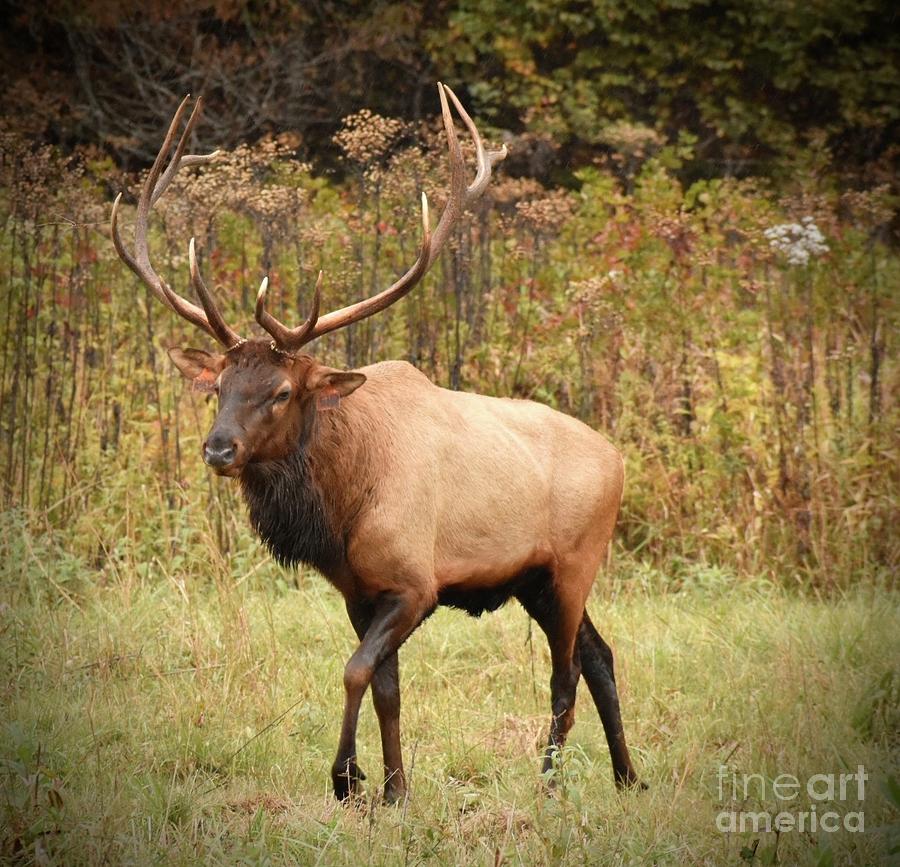 Elk 1 Photograph by Susan Cliett