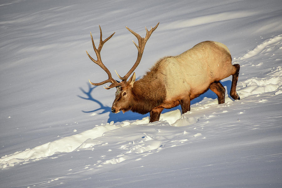 Elk 2 Photograph by Diane Huszai | Fine Art America