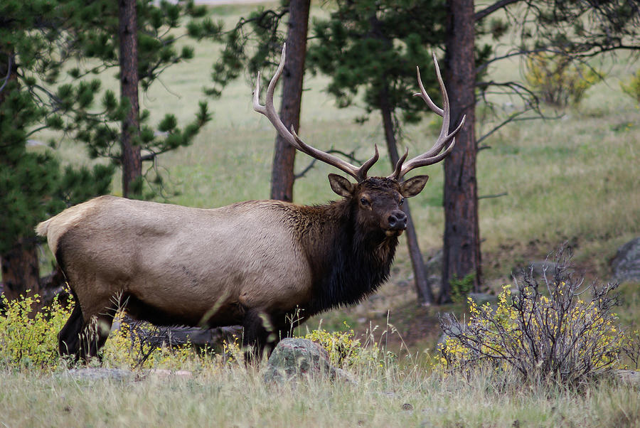 Elk - 2128 Photograph by Jerry Owens - Fine Art America