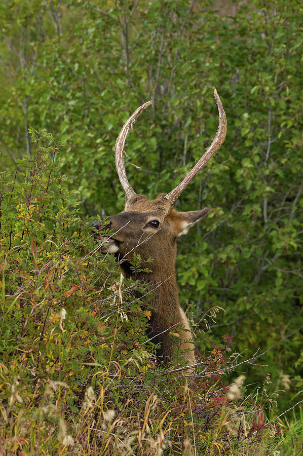 Elk - 4942 Photograph by Jerry Owens