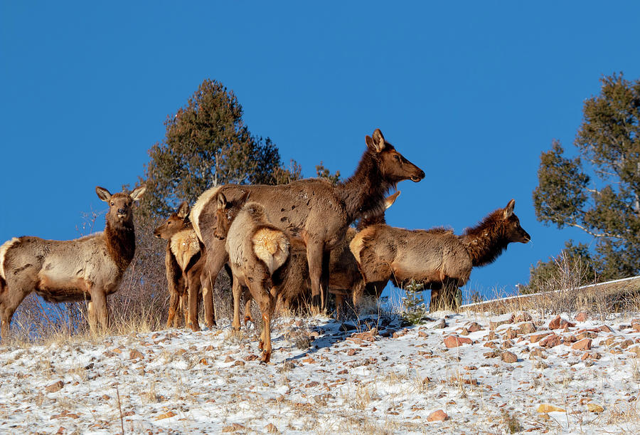Elk Against Blue Sky Photograph