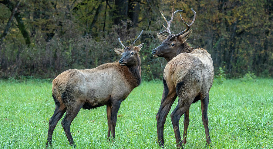 Elk Alert Photograph by Marcy Wielfaert