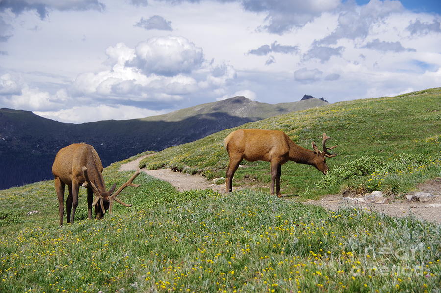 Elk along the pathway Photograph by Jeff Swan