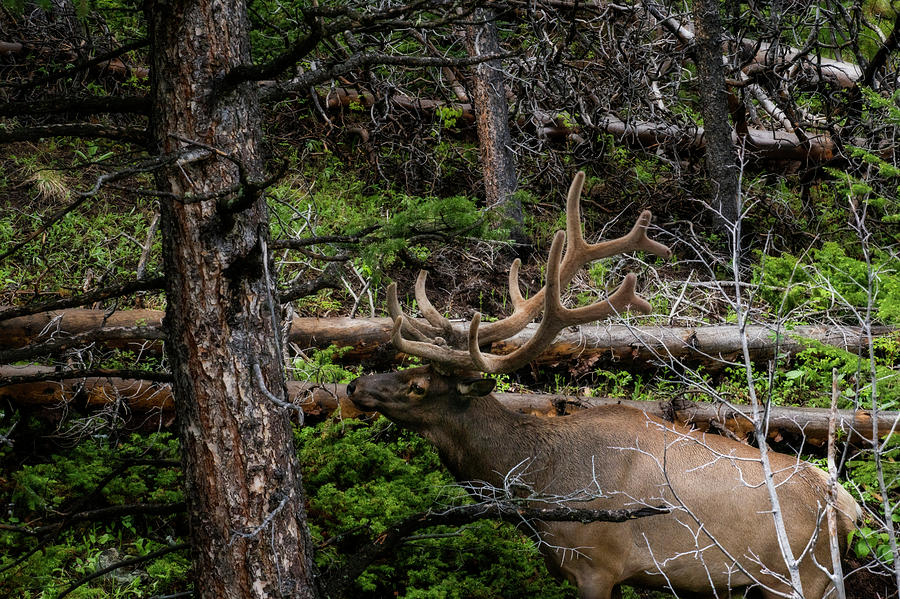 Elk among the tree branches Photograph by Dan Friend
