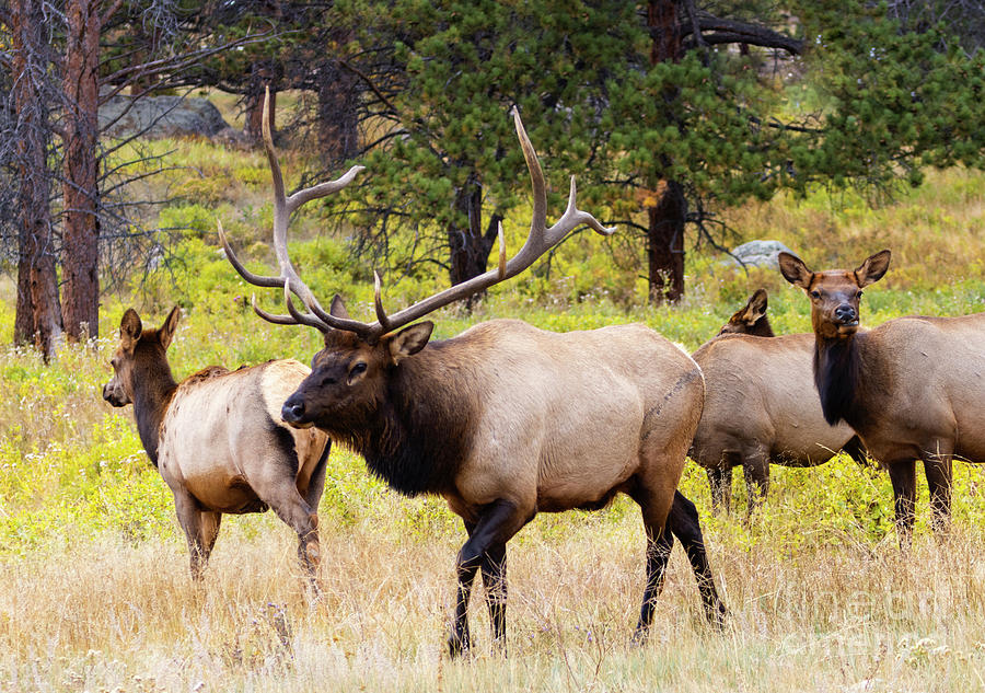 Elk and His Harem in Rocky Photograph by Steven Krull