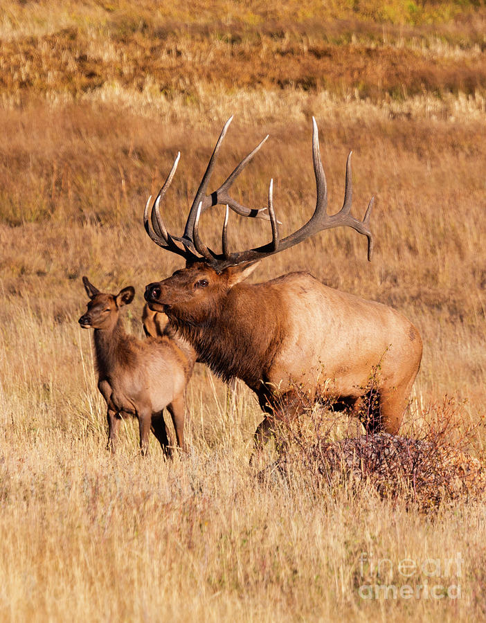 Elk and Mate in Rocky Mountain Meadow Photograph by Steven Krull