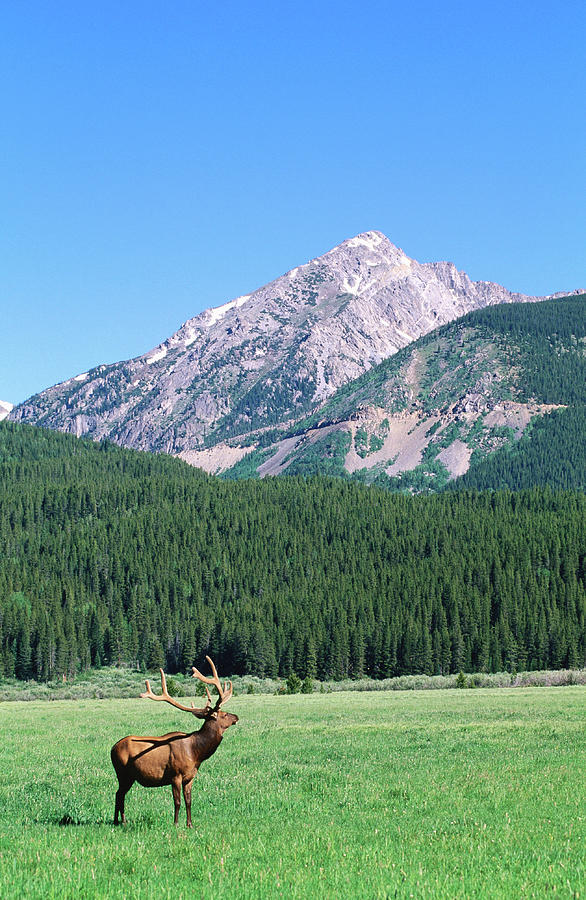 Elk And Mountains Near Coyote Valley Photograph by Holger Leue
