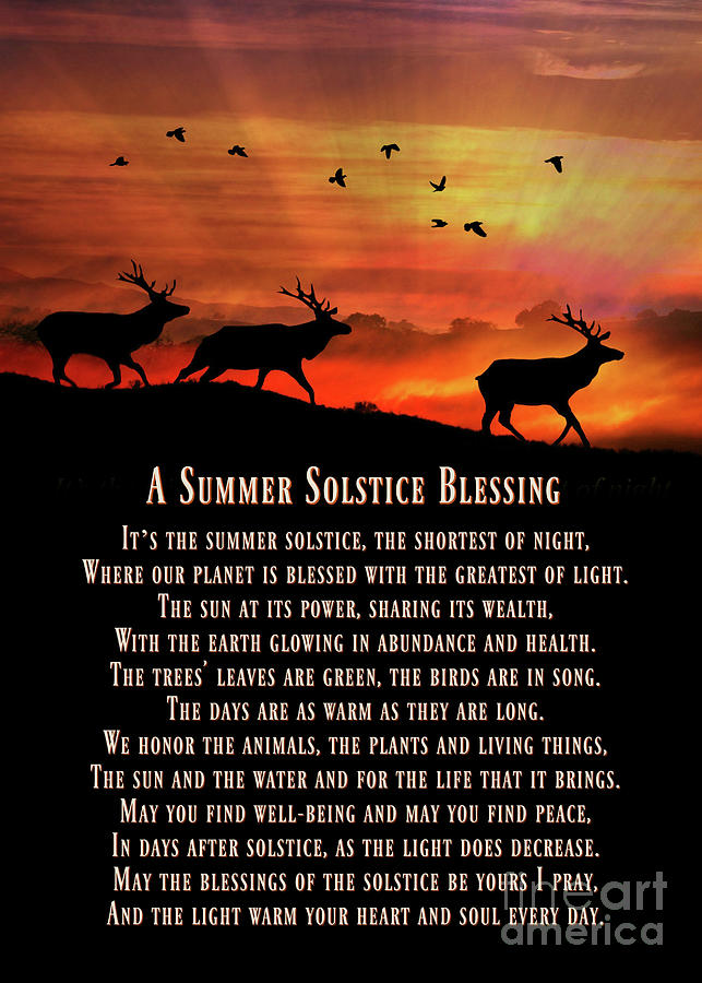 Elk and Sunset Summer Solstice Blessings  Photograph by Stephanie Laird