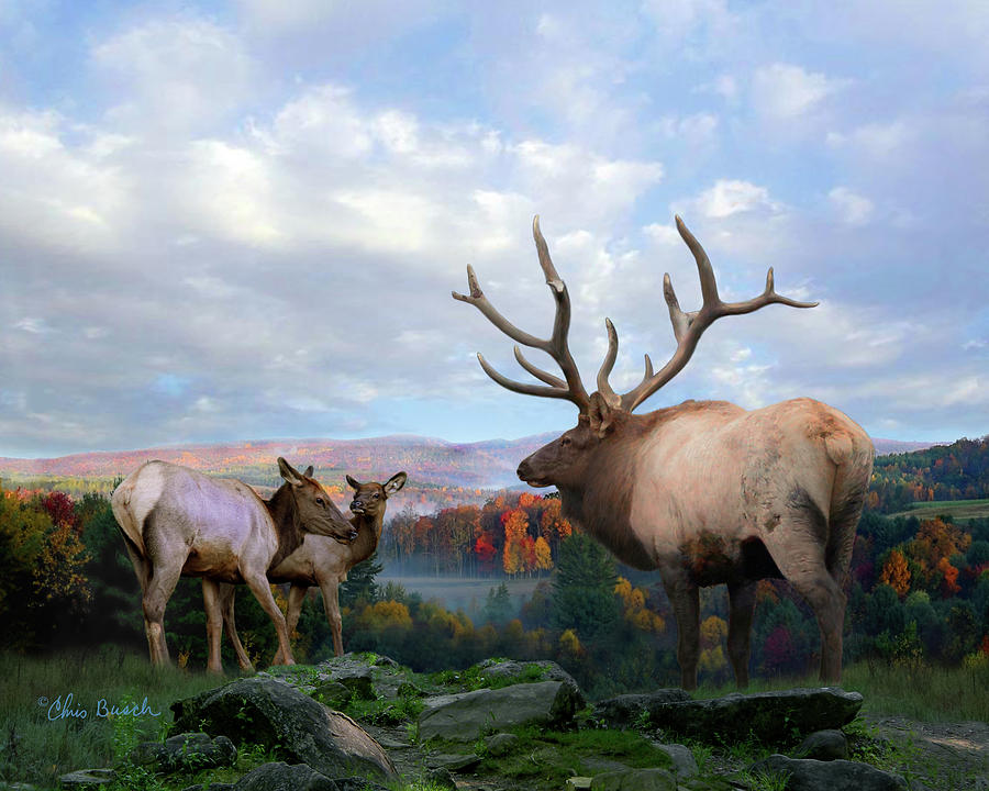 Elk at Dent's Run by Chris Busch Elk at Dent's Run by Chris Busch