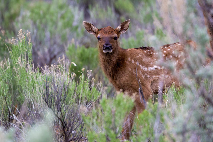 Elk Baby Photograph by Ronnie And Frances Howard