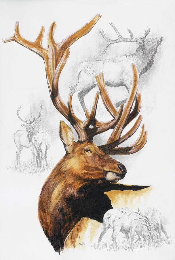 Elk Painting - Elk by Barbara Keith