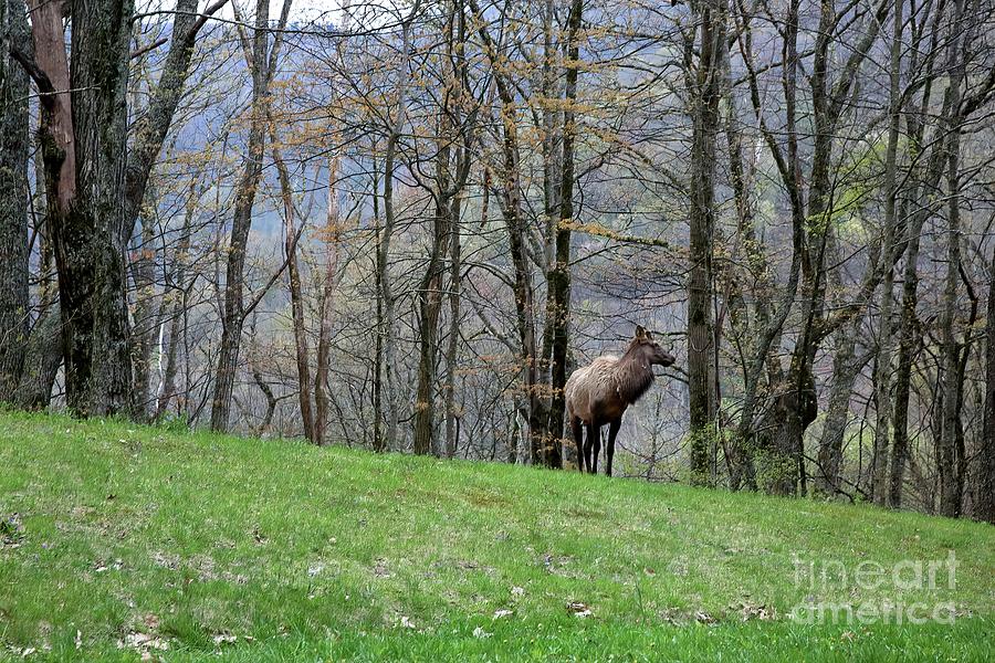 Elk, Blue Ridge Mountain Photograph by Felix Lai