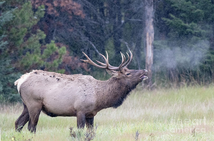 Elk Bugle Photograph by Shannon Carson