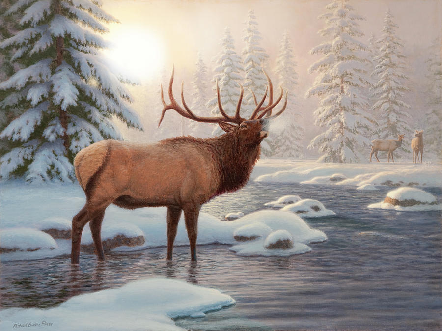Winter Painting - Elk Bugleing by Richard Burns