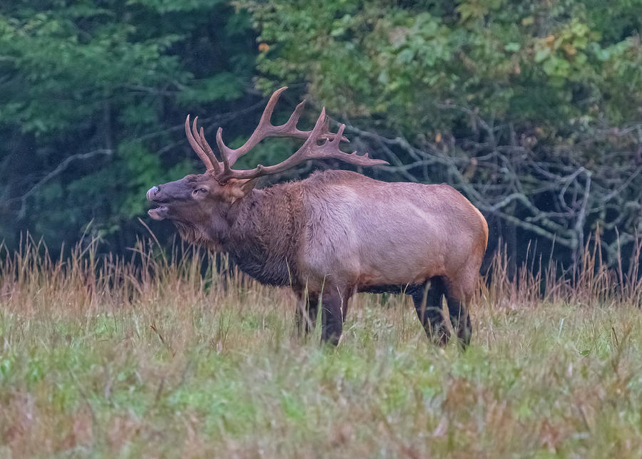 Deer Photograph - Elk Bugling at the Great Smoky Mountains NP by Ina Kratzsch