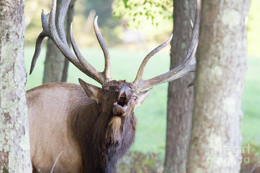 Elk Bugling Series 2 Photograph by Jeannette Hunt