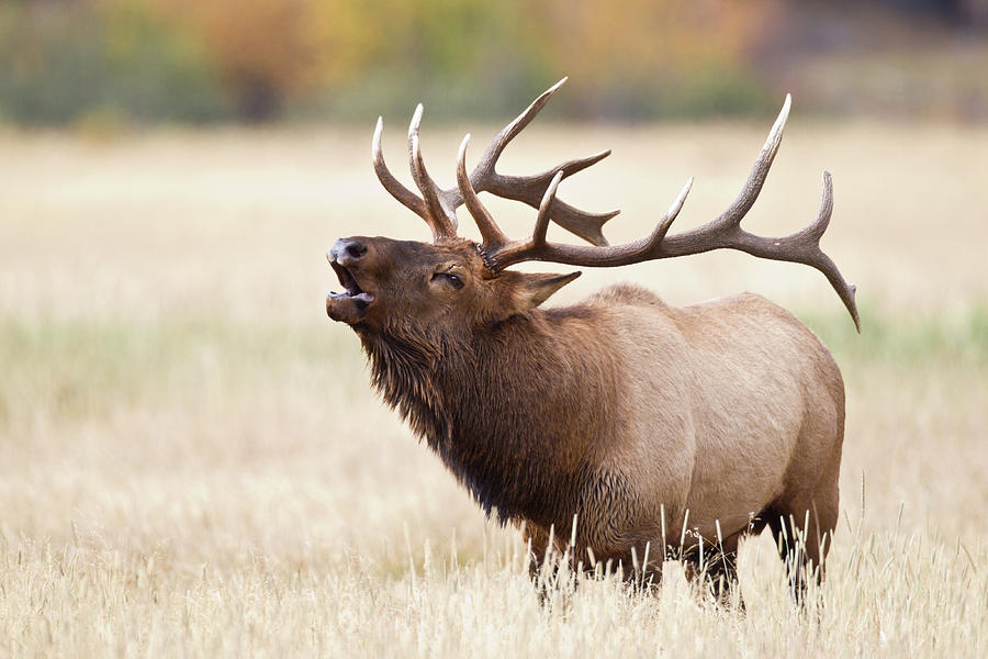 Elk Bugling Photograph by Rpbirdman