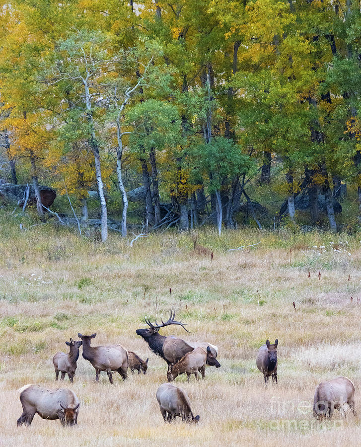 Elk Bugling To His Harem By Aspen Grove Photograph