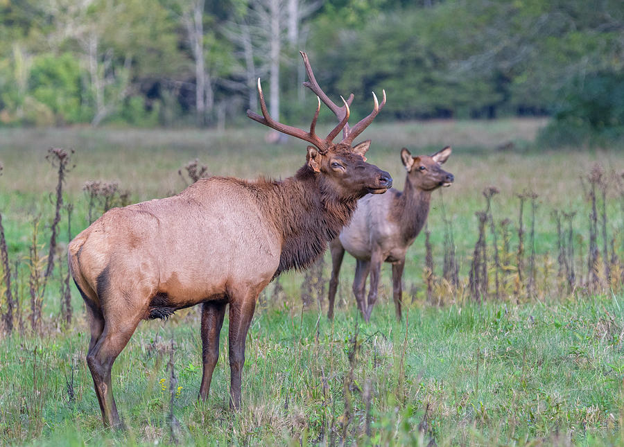 Elk Bull and Elk Cow at the Great Smoky Mountains National Park ...