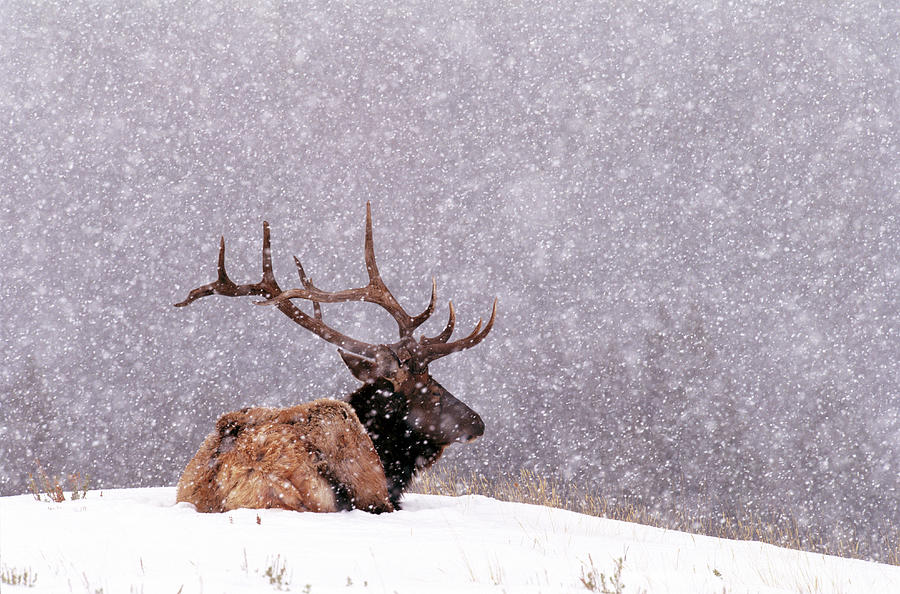 Elk Bull Cervus Elaphus Resting On Photograph by Art Wolfe