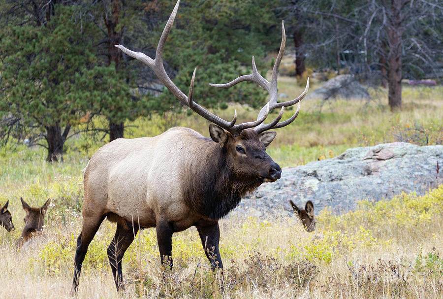 Elk Bull Watching His Harem Photograph by Steven Krull