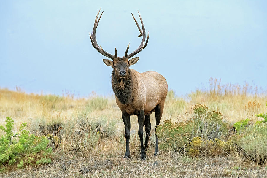 Elk Bull. Yellowstone National Park, Wyoming, Usa. Photograph by George Sanker / Naturepl.com Elk Bull. Yellowstone National Park, Wyoming, Usa. Photograph by George Sanker / Naturepl.com