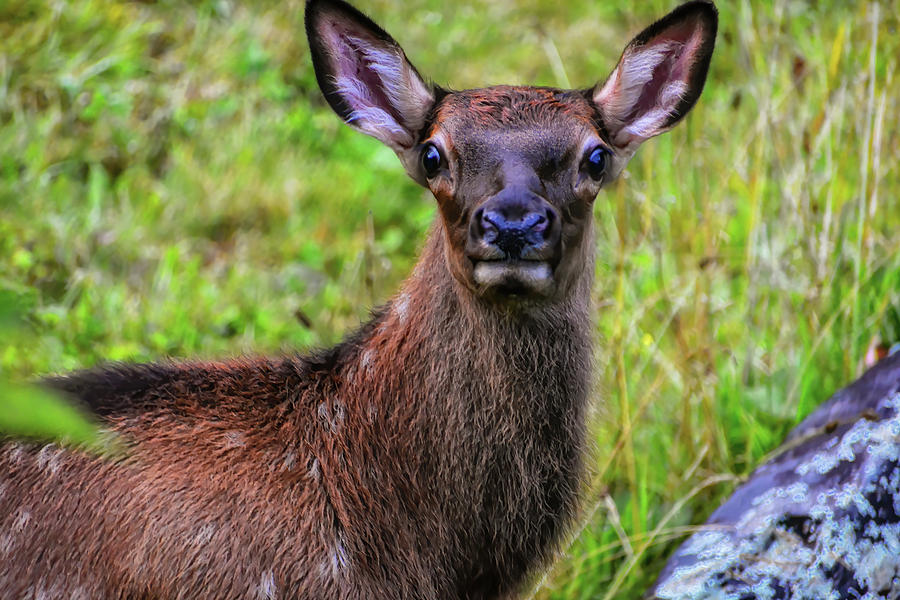 Elk Calf in North Carolina Elk Series #3 Photograph by Rebecca Carr