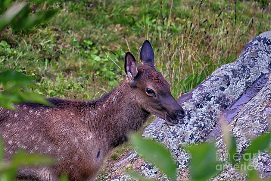 Smiling Elk Calf Portrait in Maggie Valley, North Carolina Elk Series