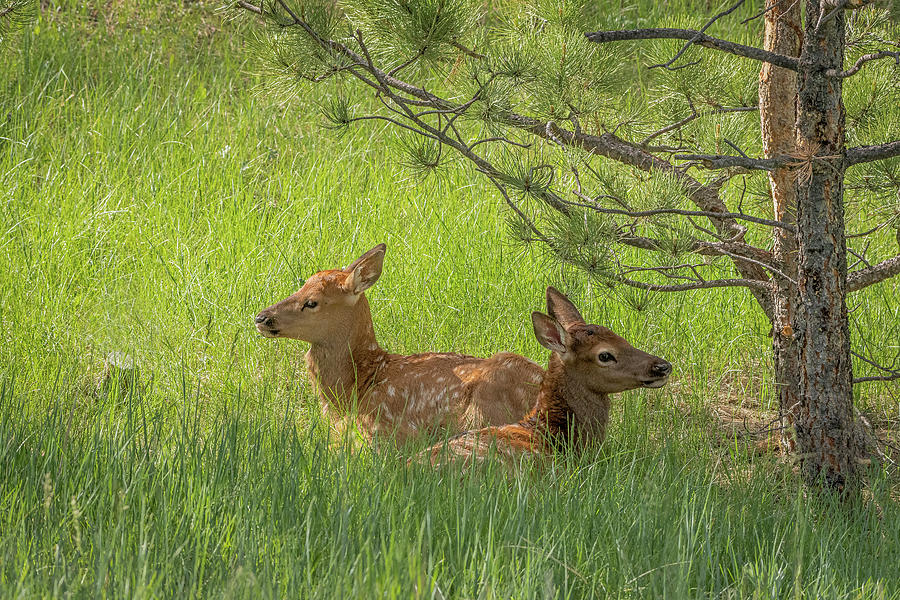 Elk Calves in Rocky Mountain National Park Photograph by Brenda Jacobs