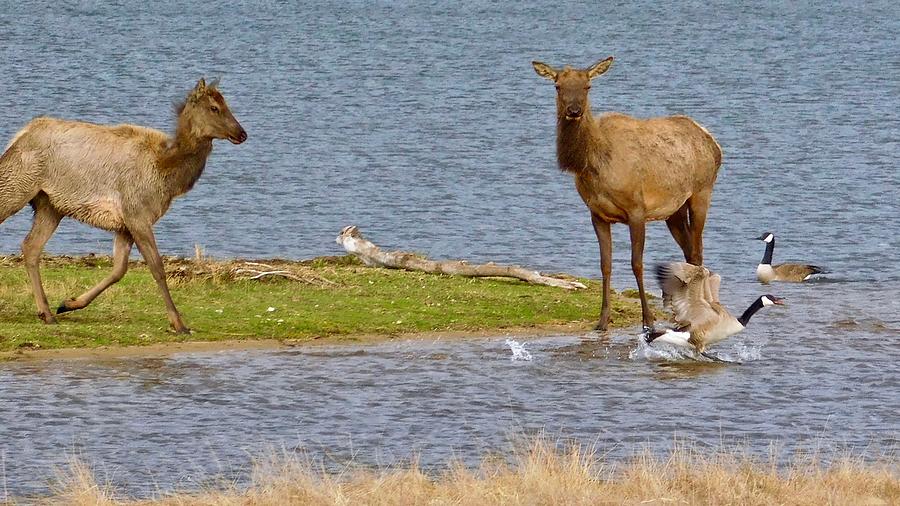 Elk Chasing Geese Photograph by Dan Miller