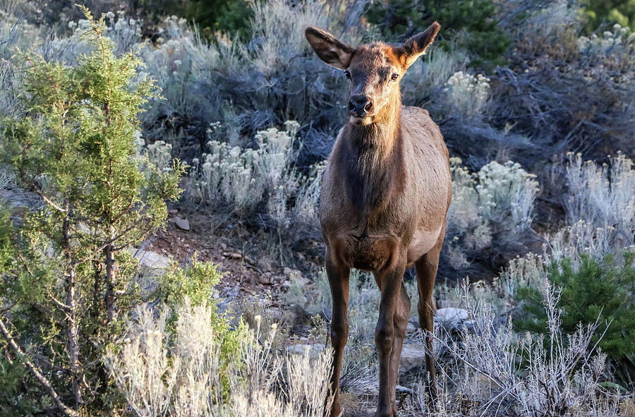 Elk Cow 1, Grand Canyon Photograph by Dawn Richards