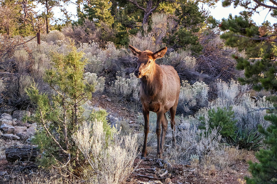 Elk Cow 2, Grand Canyon Photograph by Dawn Richards