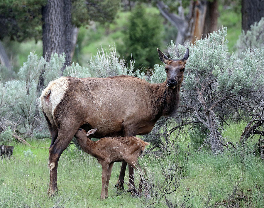 Elk Cow and Calf in Yellowstone Photograph by Jean Clark