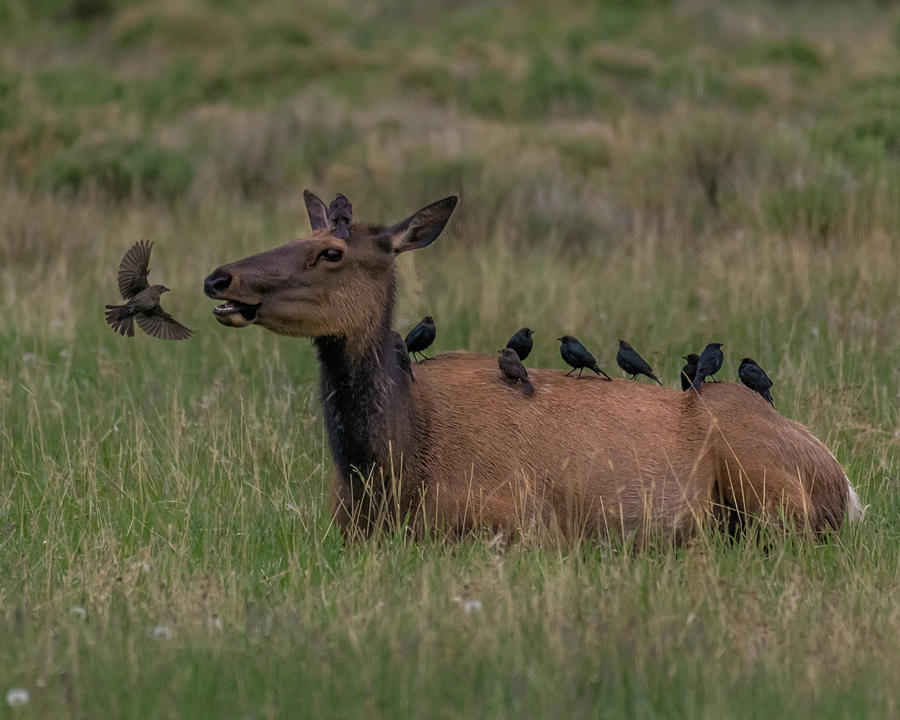 Wildlife Photograph - Elk cowbirds by Ashley Noble