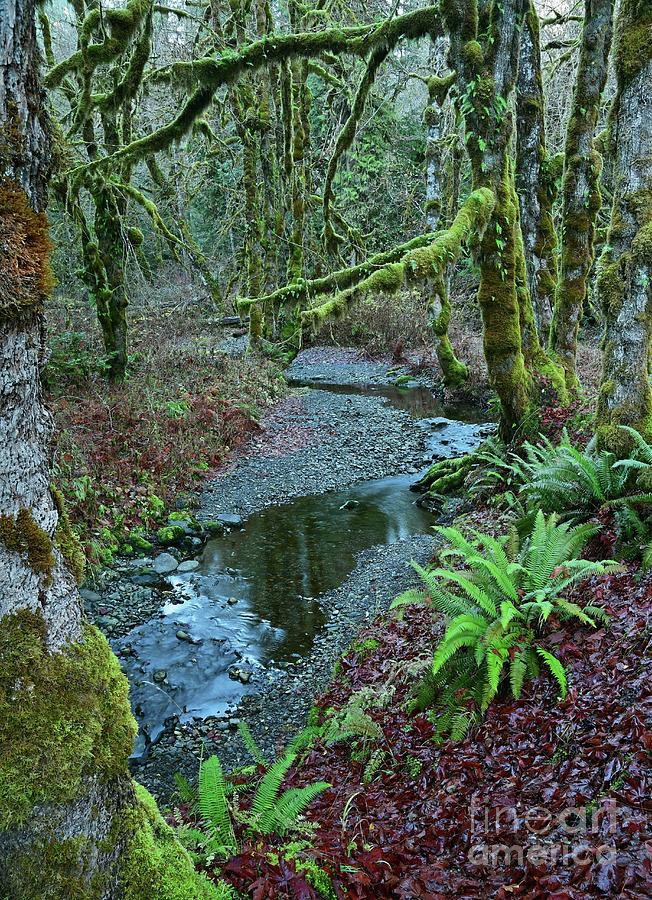 Elk Creek quietly flows in late autumn - vertical Photograph by John ...