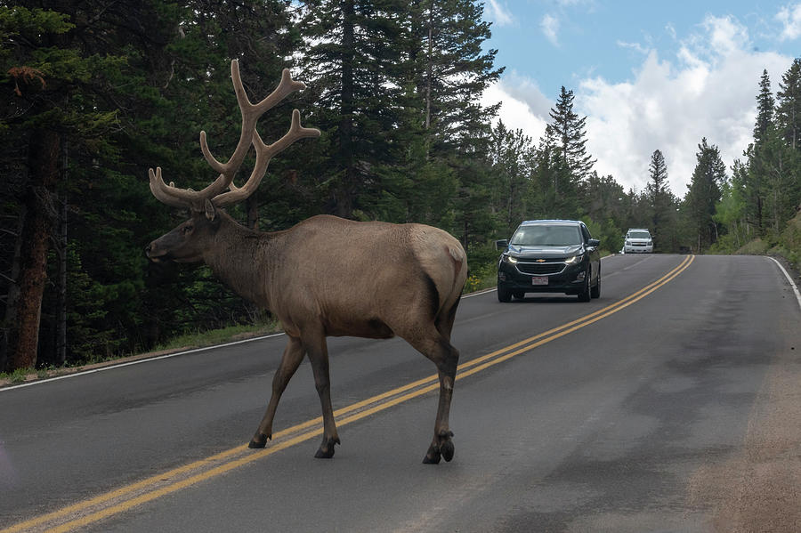 Elk crossing the road Photograph by Dan Friend