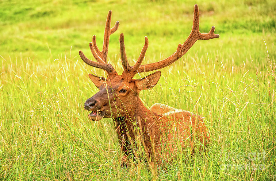 Elk Photograph by Dheeraj Mutha