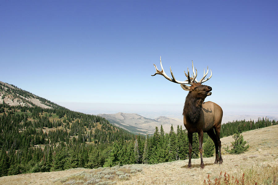 Elk Photograph by Digical