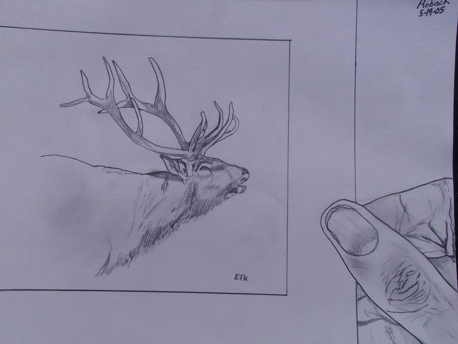 Elk Drawing Matted Drawing by Michael Hoback Fine Art America