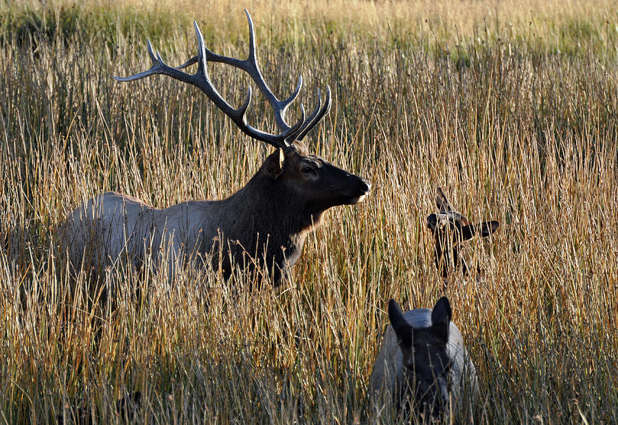 Elk Family in a Yellowstone Autumn Photograph by Bruce Gourley