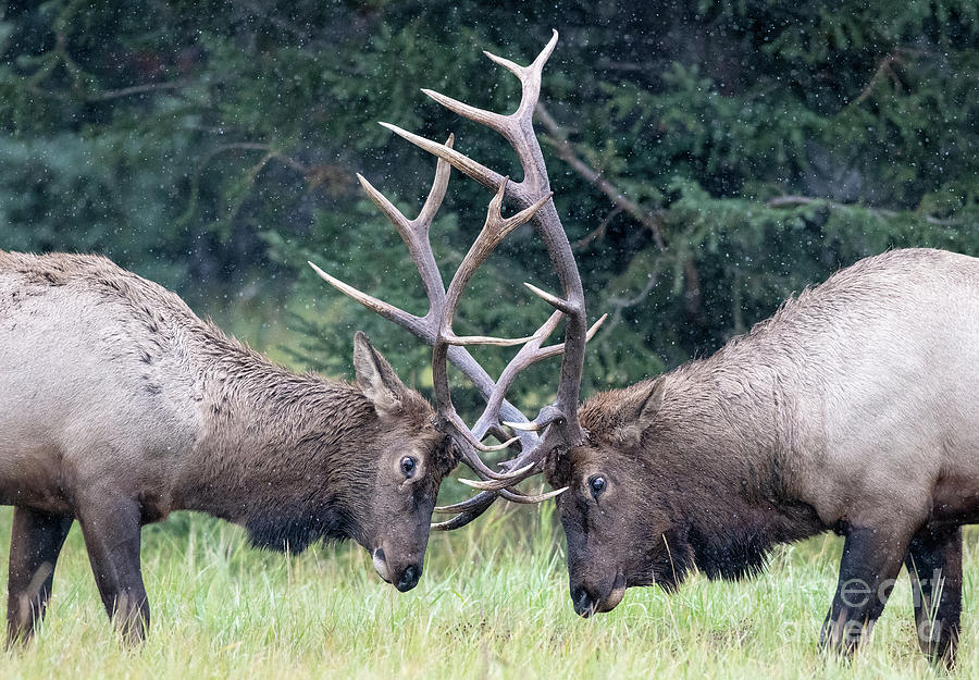 Elk Fightiing Photograph by Shannon Carson