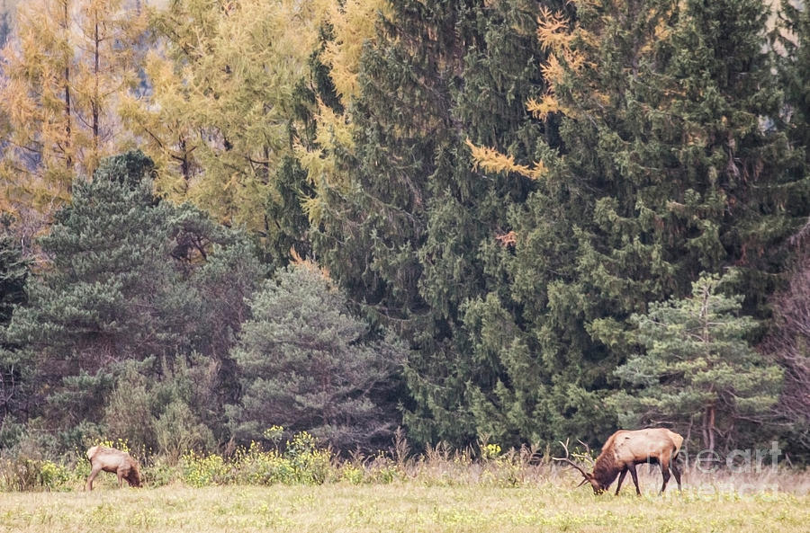 Elk Grazing Series Photograph by Jeannette Hunt