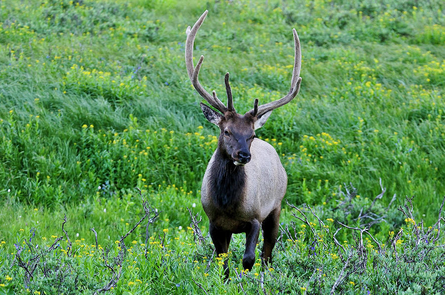 Elk Digital Art by Heeb Photos