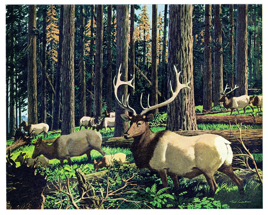 Deer Drawing - Elk Herd by Fred Ludekens