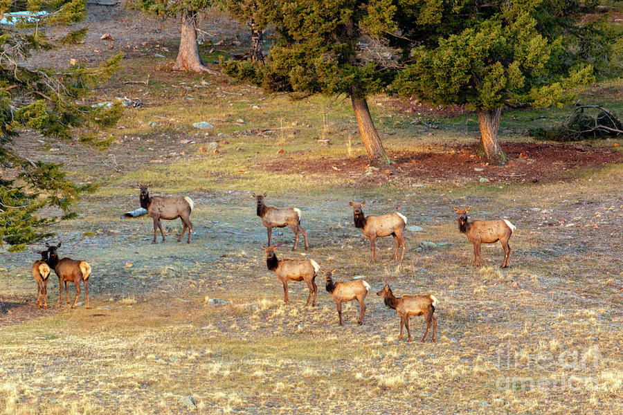Elk Herd in a High Meadow Photograph by Steven Krull
