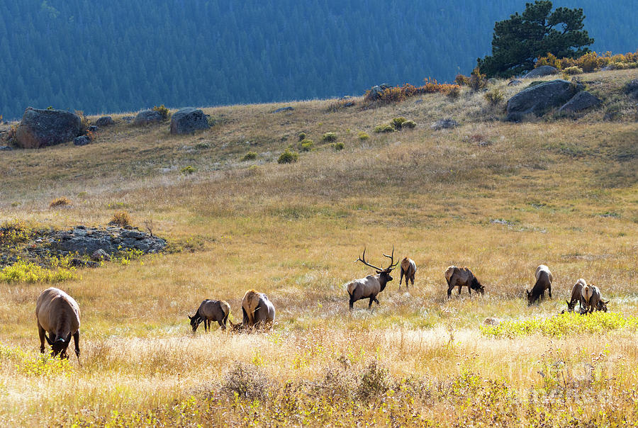 Elk Herd in the Glow of an Autumn Sunset Photograph by Steven Krull